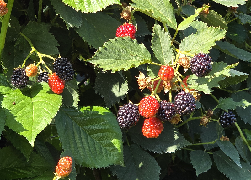 blackberries